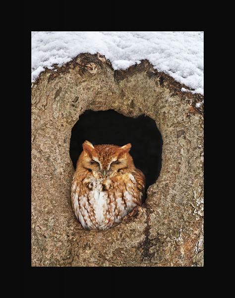 Eastern screech owl picture