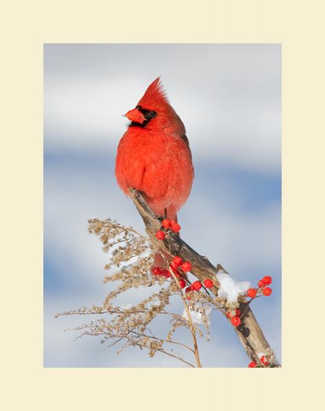 Northern cardinal in winter picture