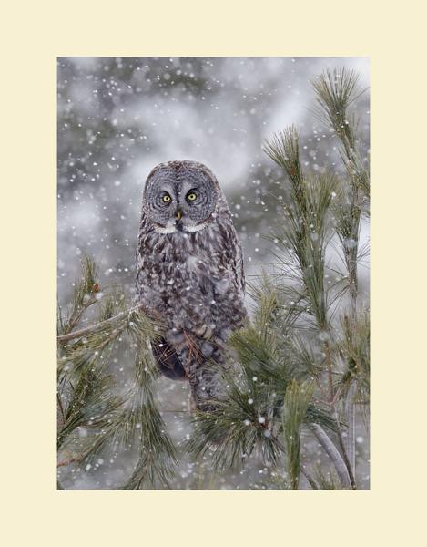 Great gray owl in the snow