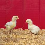 Chick pair printed on a trivet