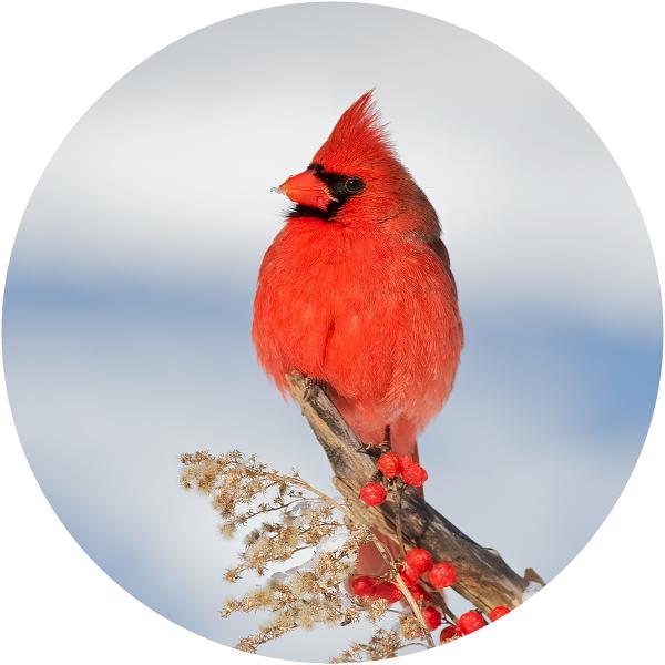 Northern cardinal in the winter