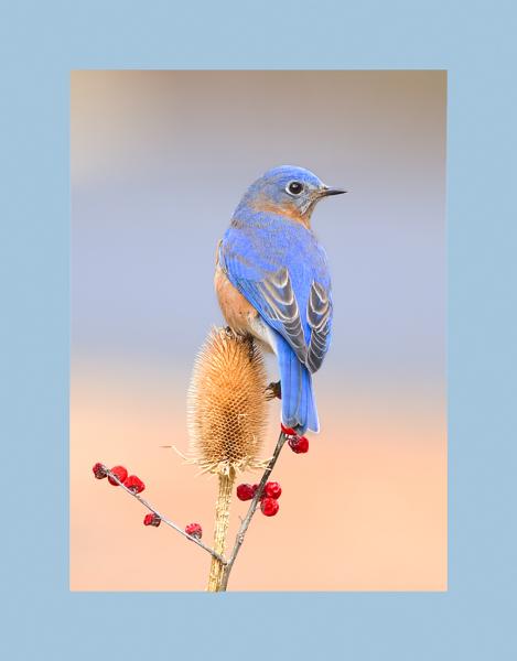 Eastern bluebird picture