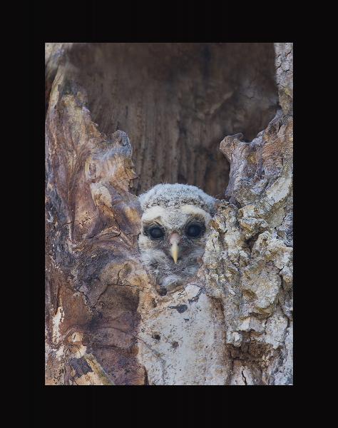 Barred owl nestling