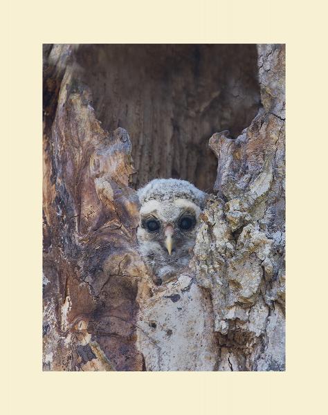 Barred owl nestling picture