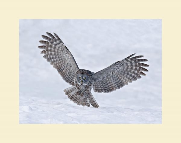 Great gray owl hunting picture