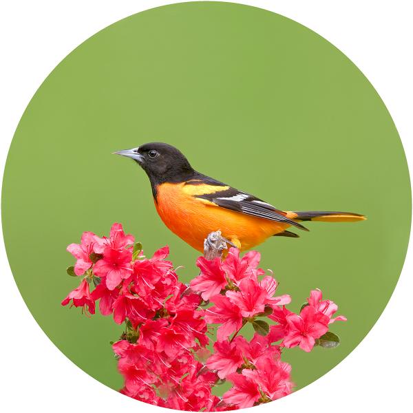 Baltimore oriole picture