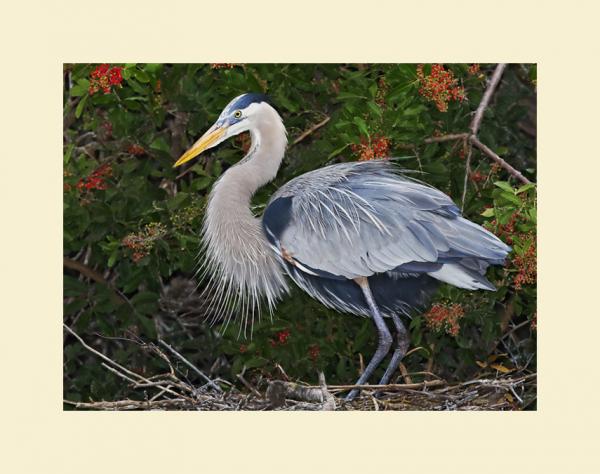 Great blue heron picture