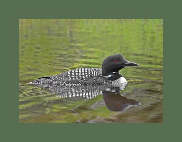 Common loon picture