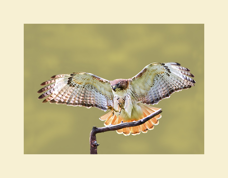 Red tailed hawk picture