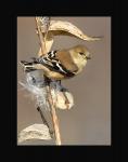 American goldfinch