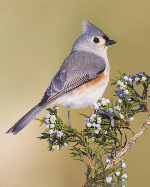 8 x 10 Tufted titmouse on juniper picture