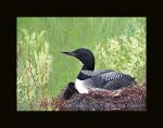 Common loon with chick