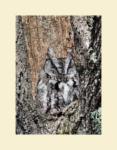 Eastern screech owl picture