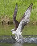 8 x 10 Osprey fishing