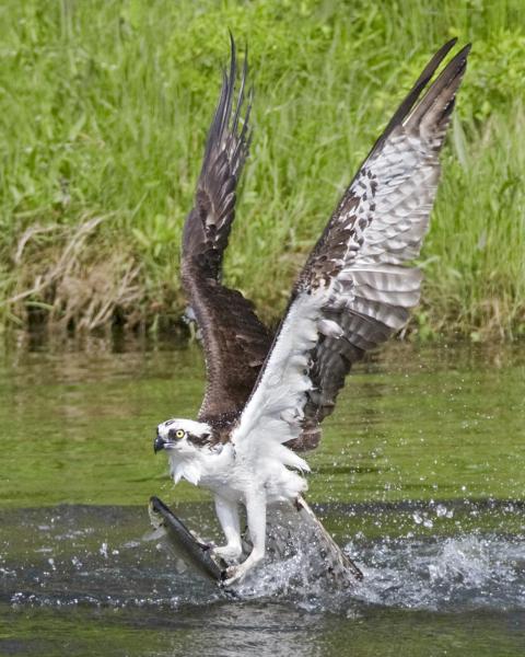 8 x 10 Osprey fishing picture