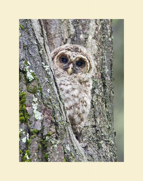 Barred owl young picture