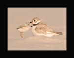 piping plover with chick