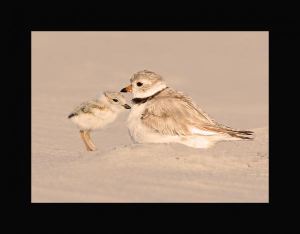 piping plover with chick picture