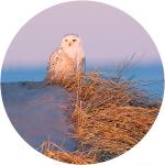 Snowy owl at sunset