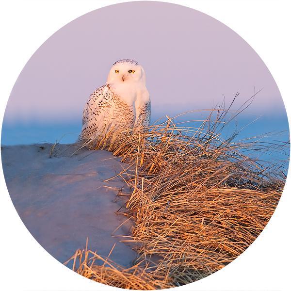 Snowy owl at sunset picture