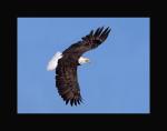 Bald eagle