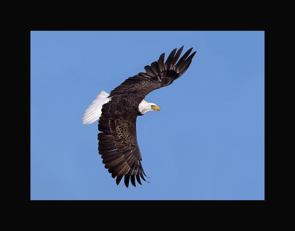 Bald eagle picture