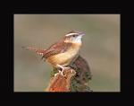 Carolina wren