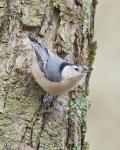 8 x 10 White breasted nuthatch