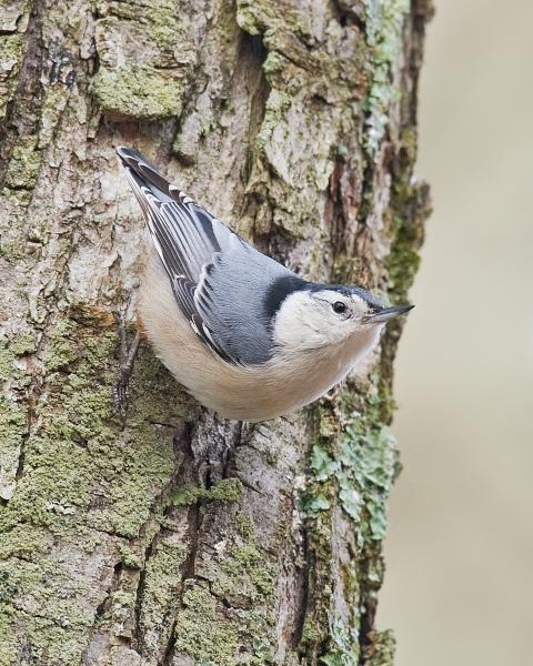 8 x 10 White breasted nuthatch picture