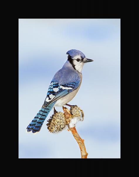 Blue Jay picture