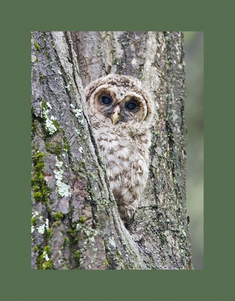 Barred owl young picture