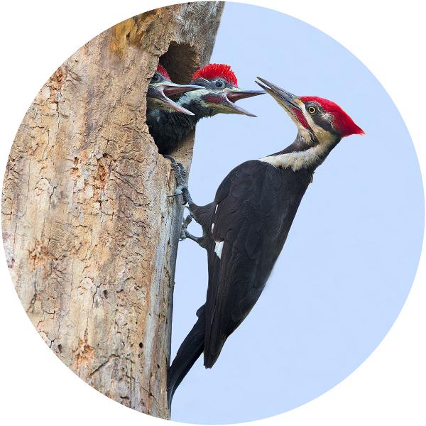 Pileated woodpecker with young
