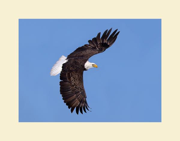 Bald eagle picture