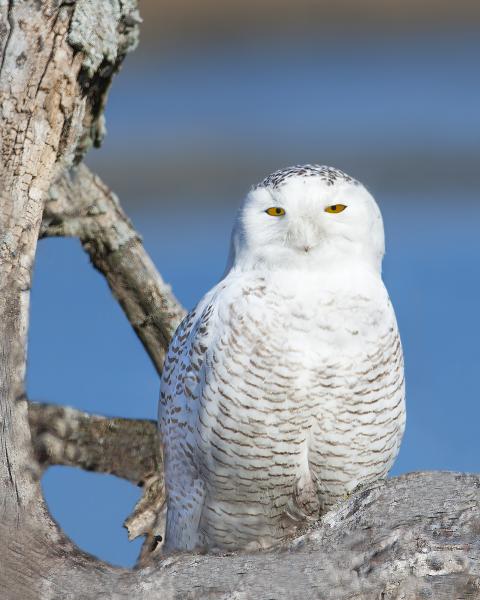 8. x10 Snowy owl on driftwood