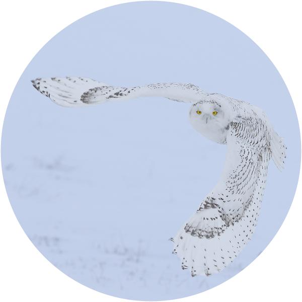 Snowy owl banking