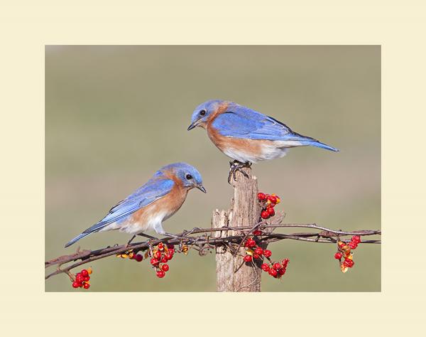 Eastern bluebird pair picture