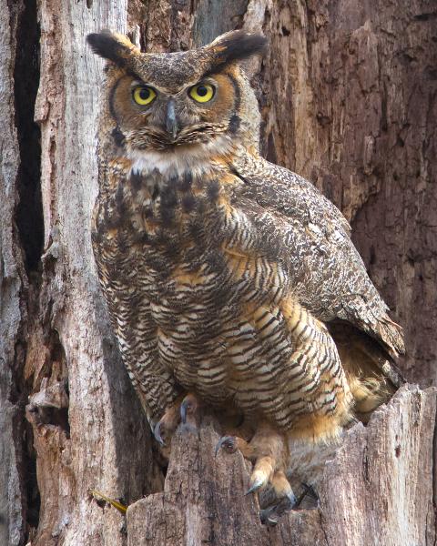 8 x 10 Great horned owl picture