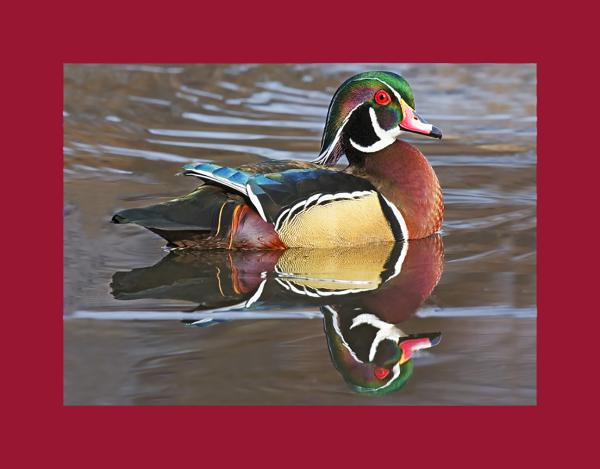 Wood duck picture