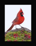 Northern cardinal