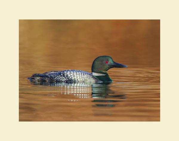 Common loon picture