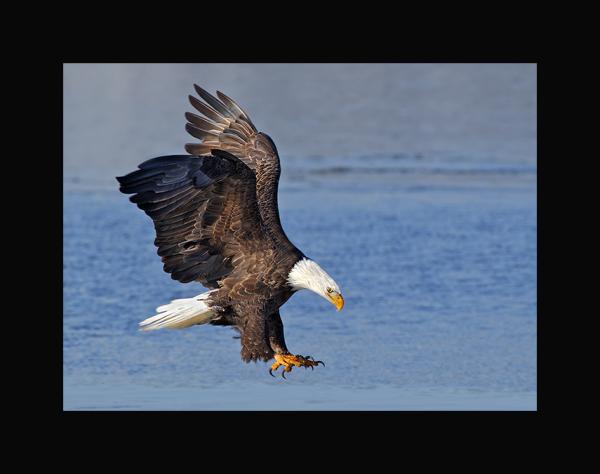 Bald eagle fishing matted print picture