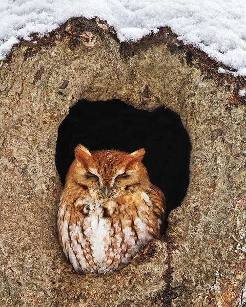 8 x 10 Eastern screech owl with snow