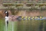 8 x 10 Canada goose family