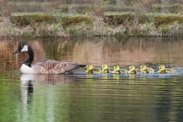 8 x 10 Canada goose family picture