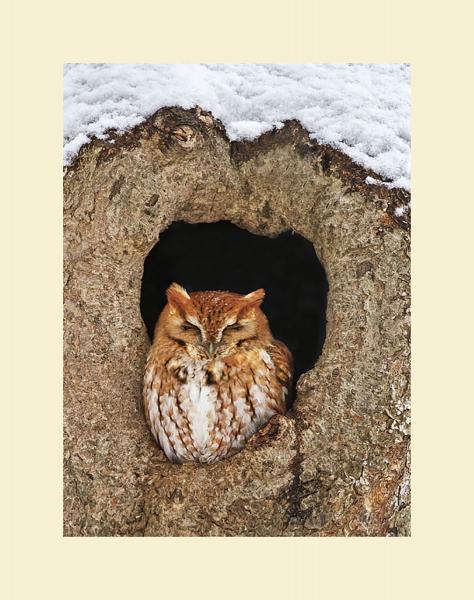 Eastern screech owl picture