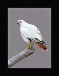 Red tailed hawk Leucistic