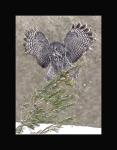 Great gray owl