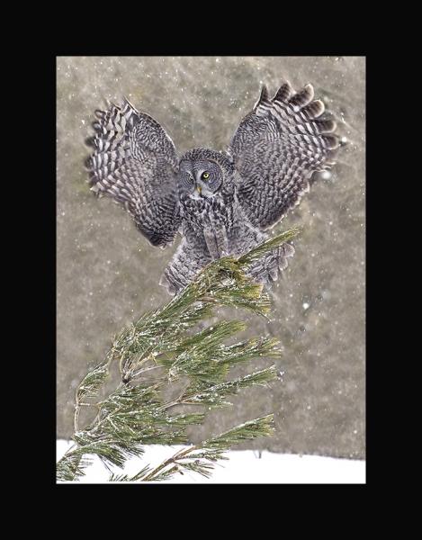 Great gray owl picture