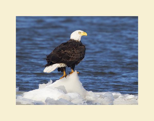 Bald eagle picture