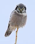 8 x 10 Northern hawk owl